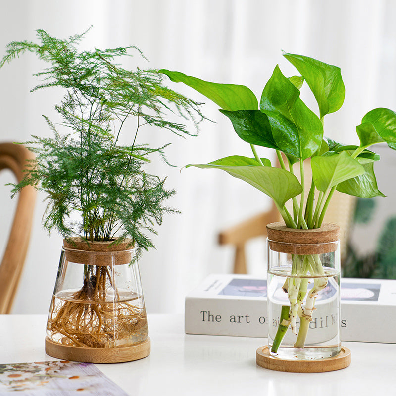 Transparent, Simple and Creative Hydroponic Glass Vase - ArtOm_farm™ MICROGREENS