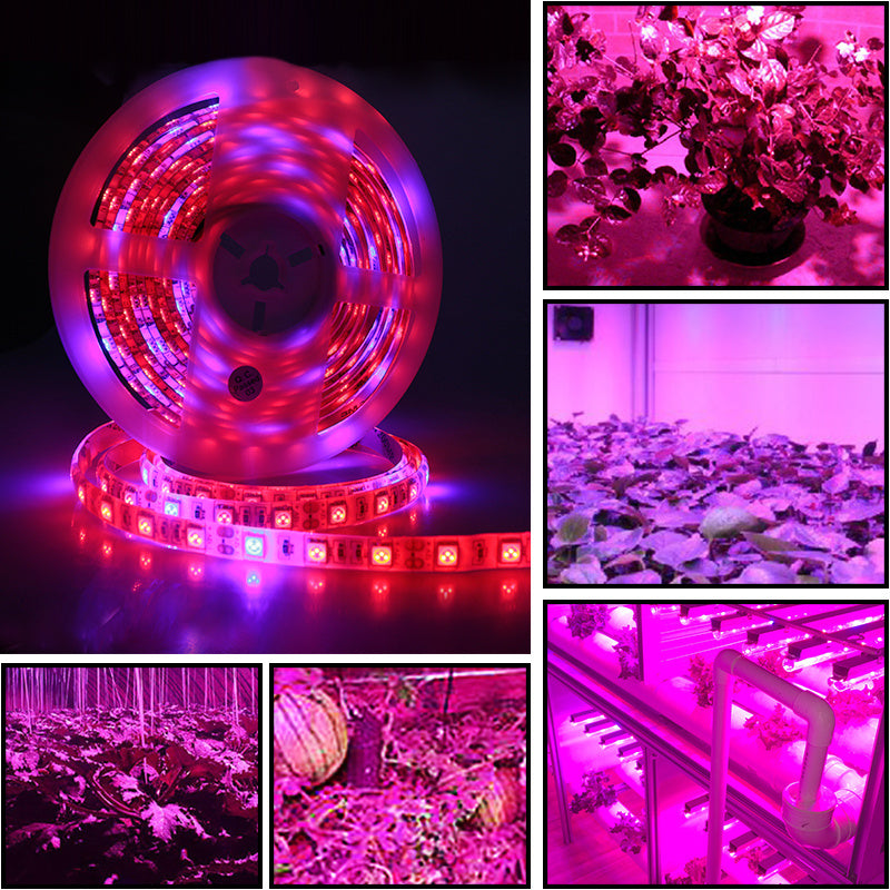5050 LED Grow Light 5m: Soft Light for Your Garden! - ArtOm_farm™ MICROGREENS