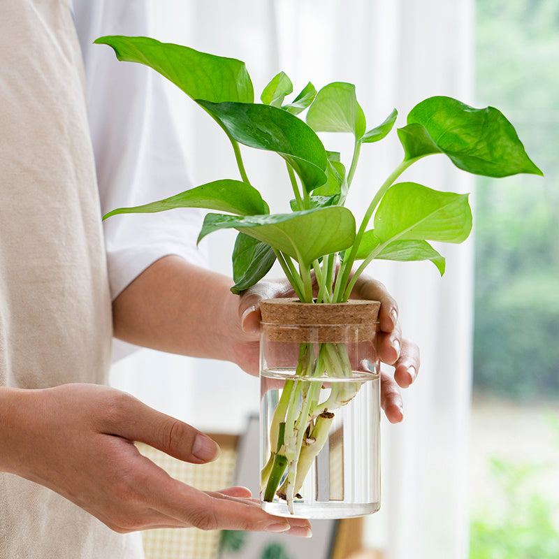 Transparent, Simple and Creative Hydroponic Glass Vase - ArtOm_farm™ MICROGREENS