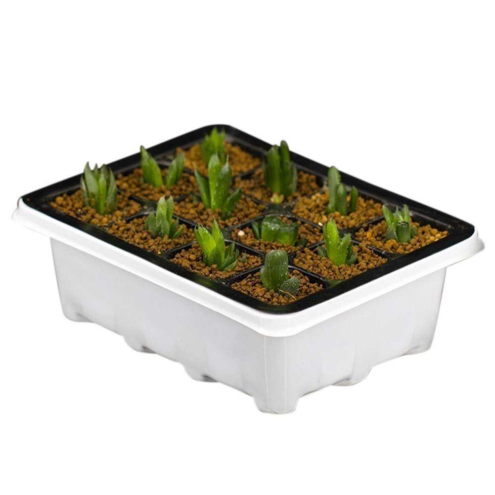 Plastic Nursery Pots Succulent Plant Seeds Germination Tray - ArtOm_farm™ MICROGREENS