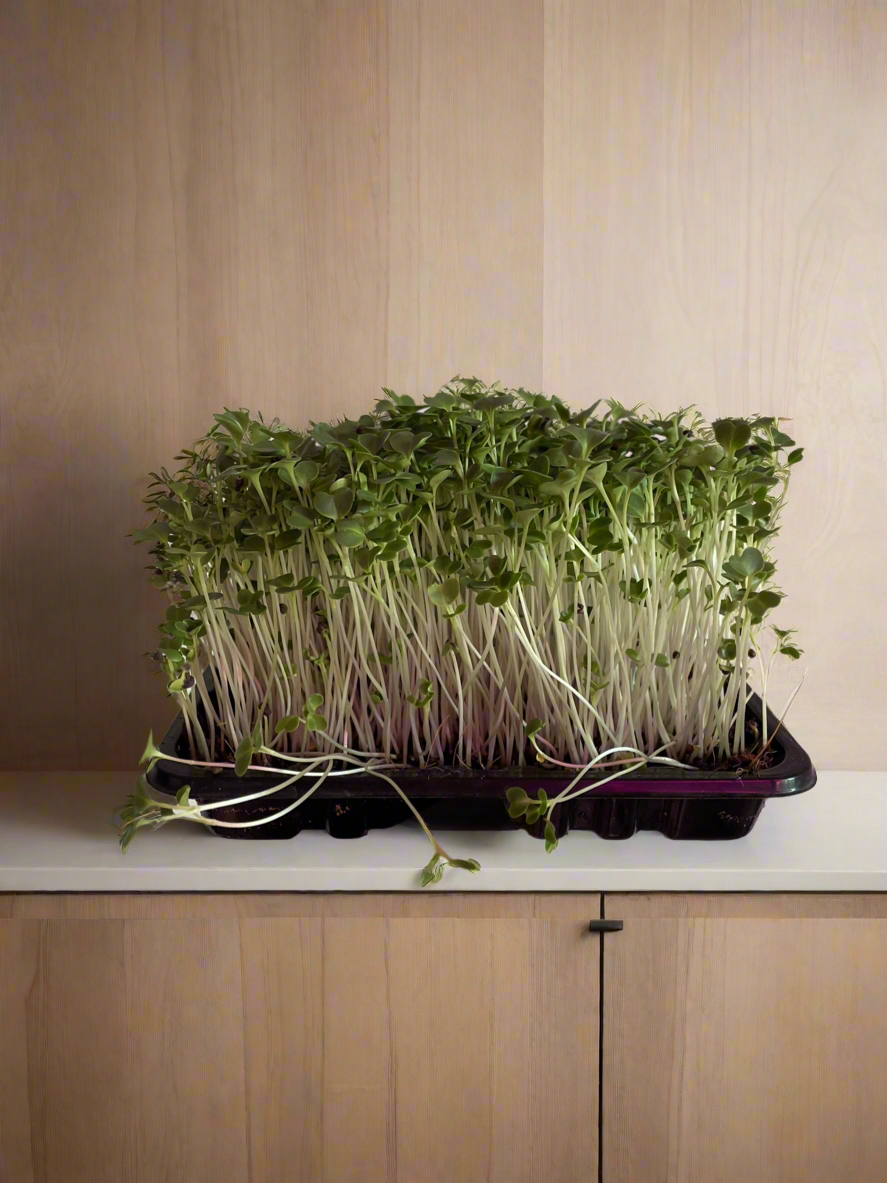 Kale Microgreens (grow)