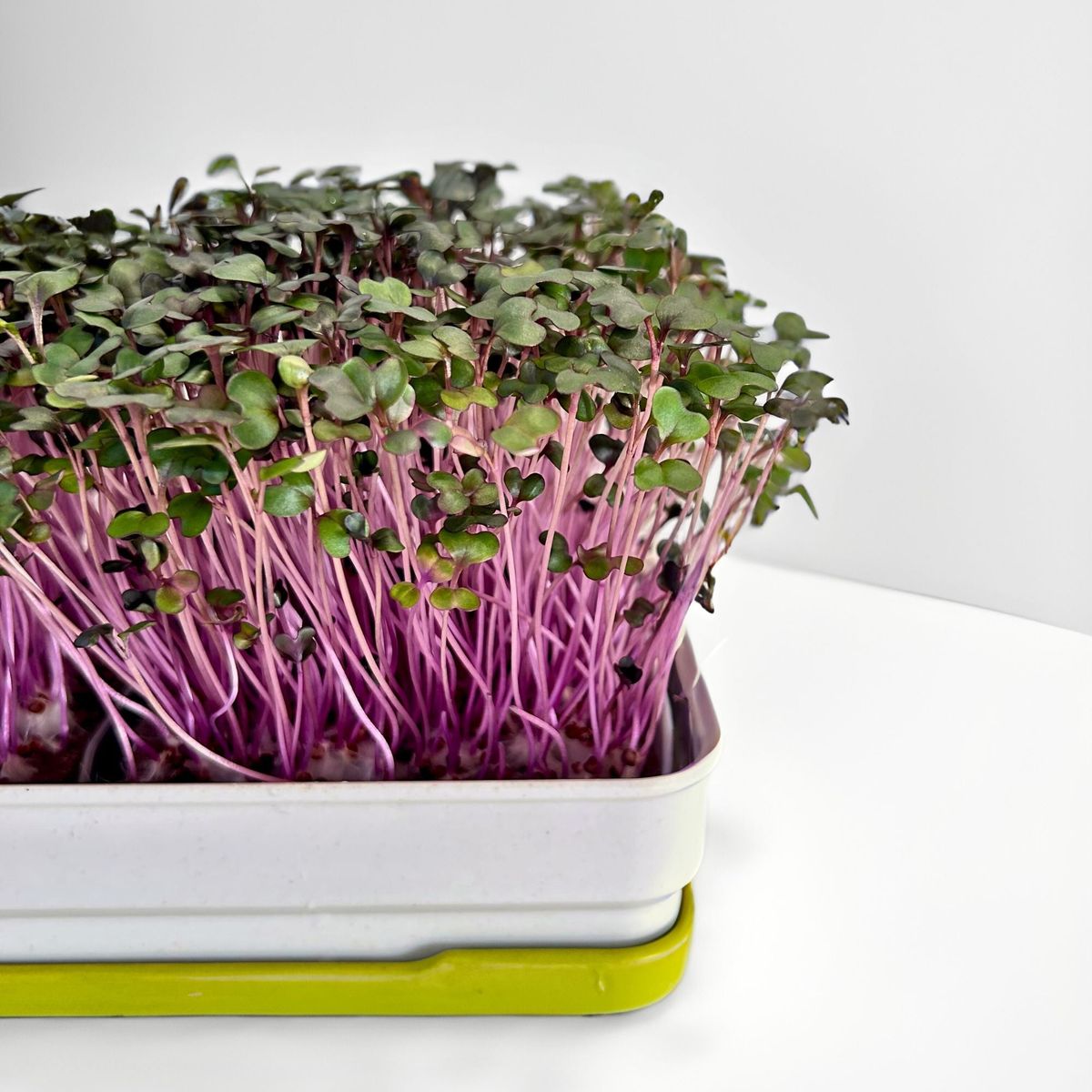 ស្ពៃក្តោប Microgreens លូតលាស់