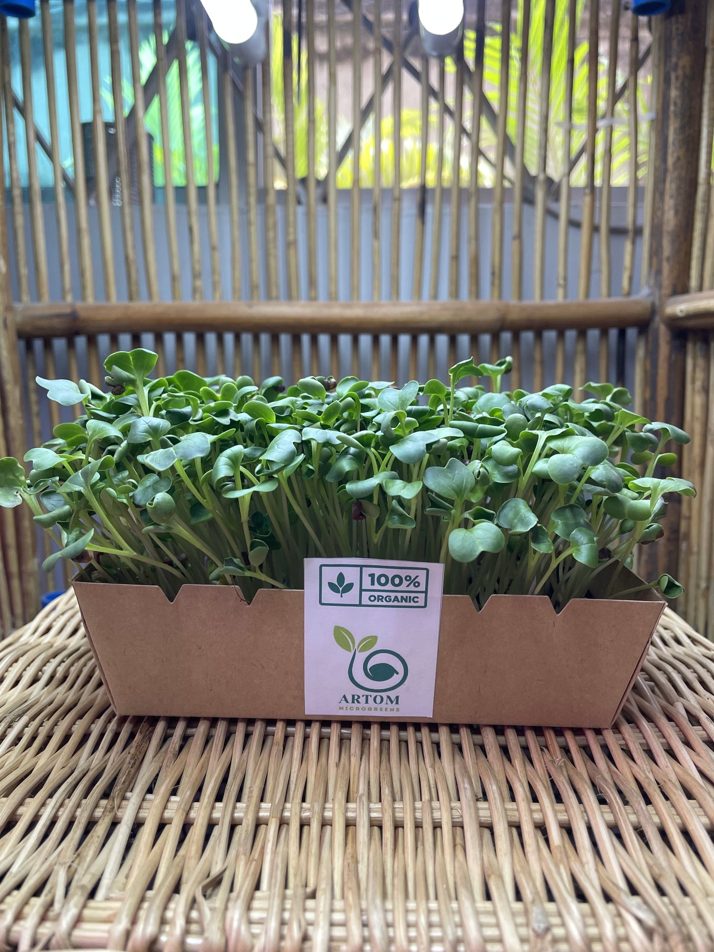 Radish Microgreens 70g
