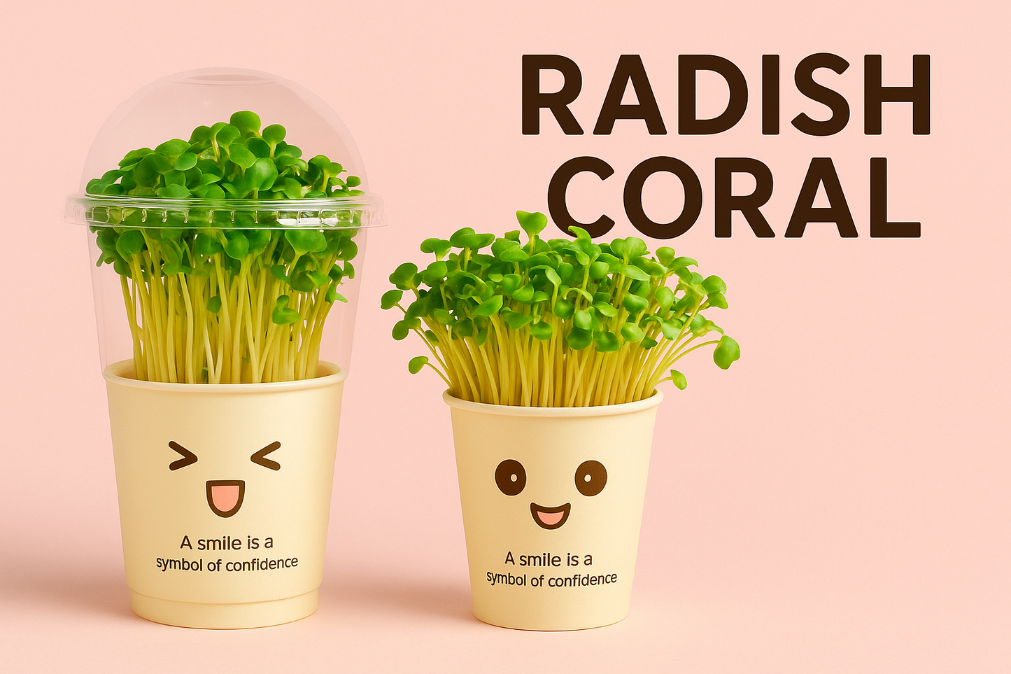 Radish Coral Microgreens លូតលាស់