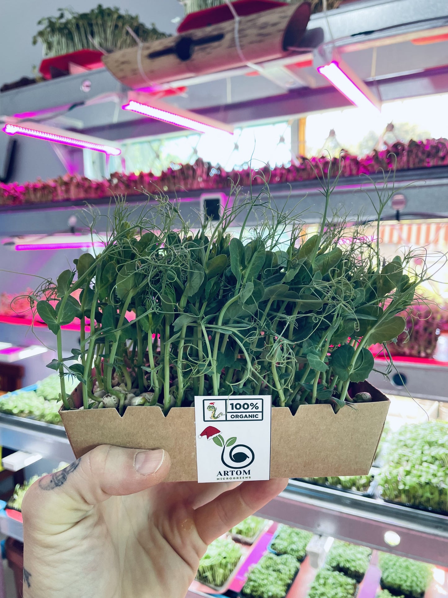 Pea Microgreens (ដុះ)