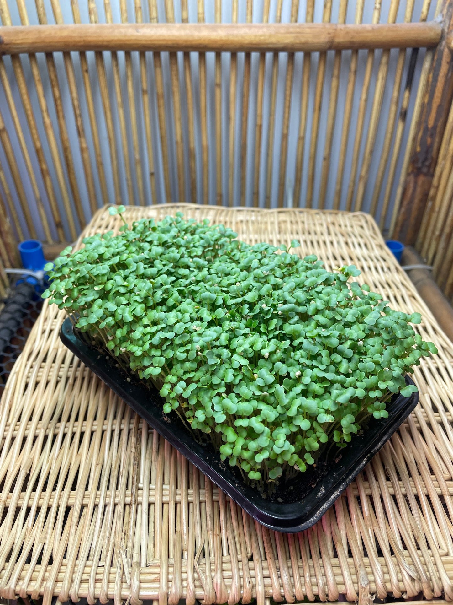 Yellow Mustard Microgreens Seeds 500g