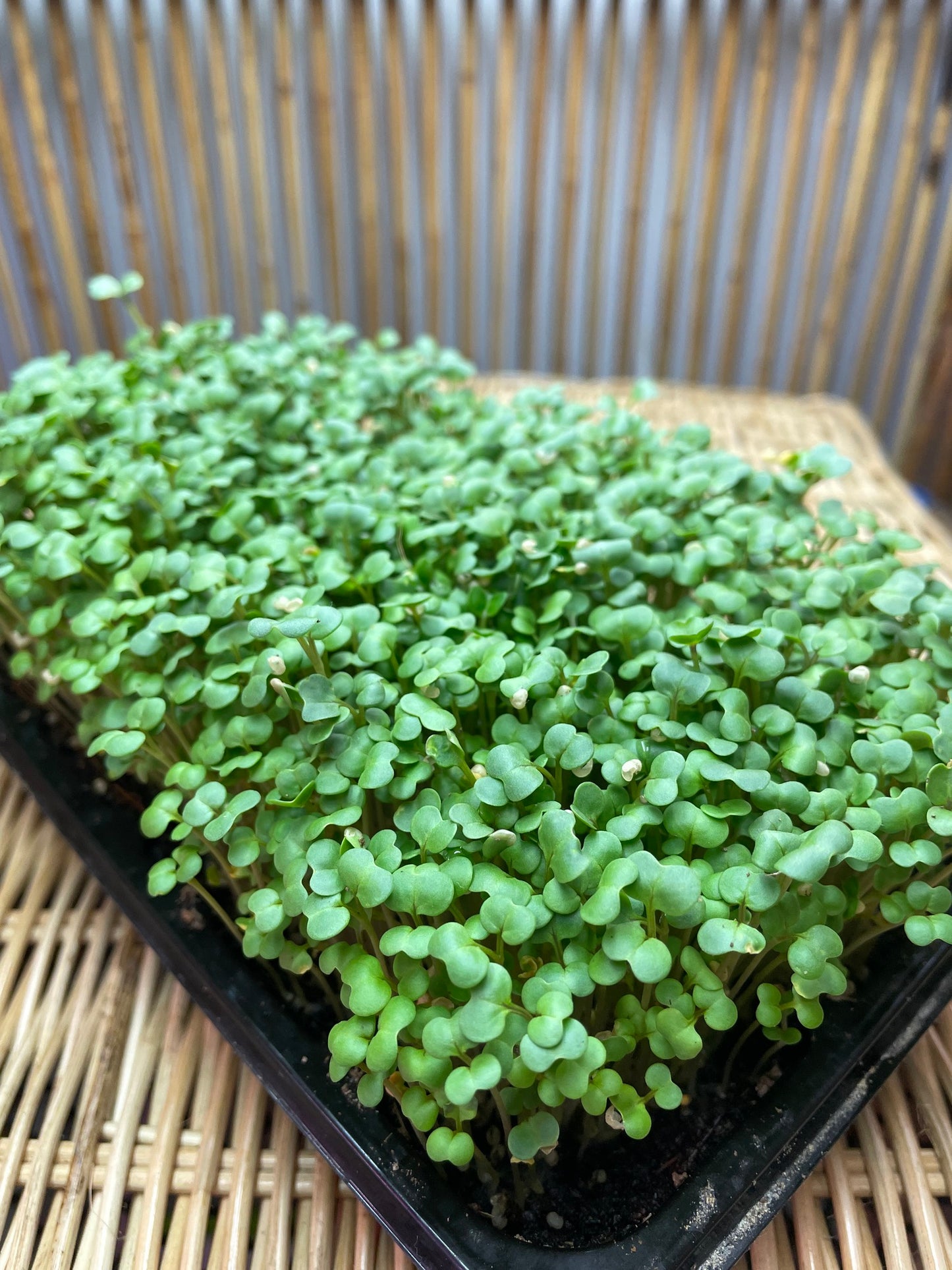 Yellow Mustard Microgreens Seeds 500g - ArtOm_farm™ MICROGREENS