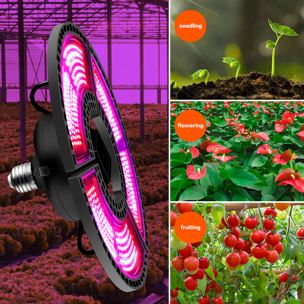 អំពូល LED លូតលាស់ជាមួយវិសាលគមក្រហមនិងខៀវ