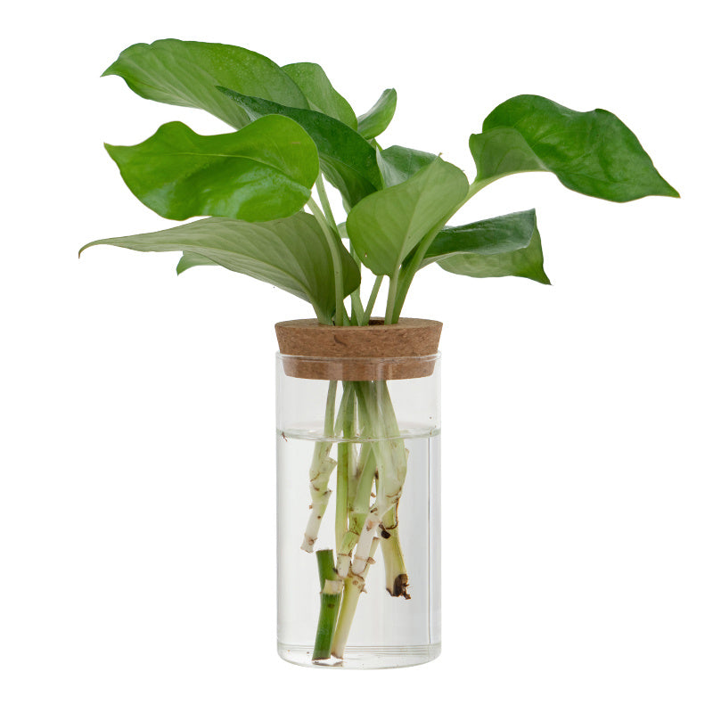 Transparent, Simple and Creative Hydroponic Glass Vase - ArtOm_farm™ MICROGREENS