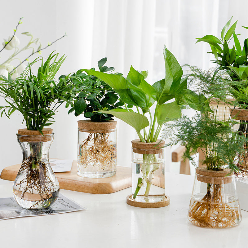Transparent, Simple and Creative Hydroponic Glass Vase - ArtOm_farm™ MICROGREENS