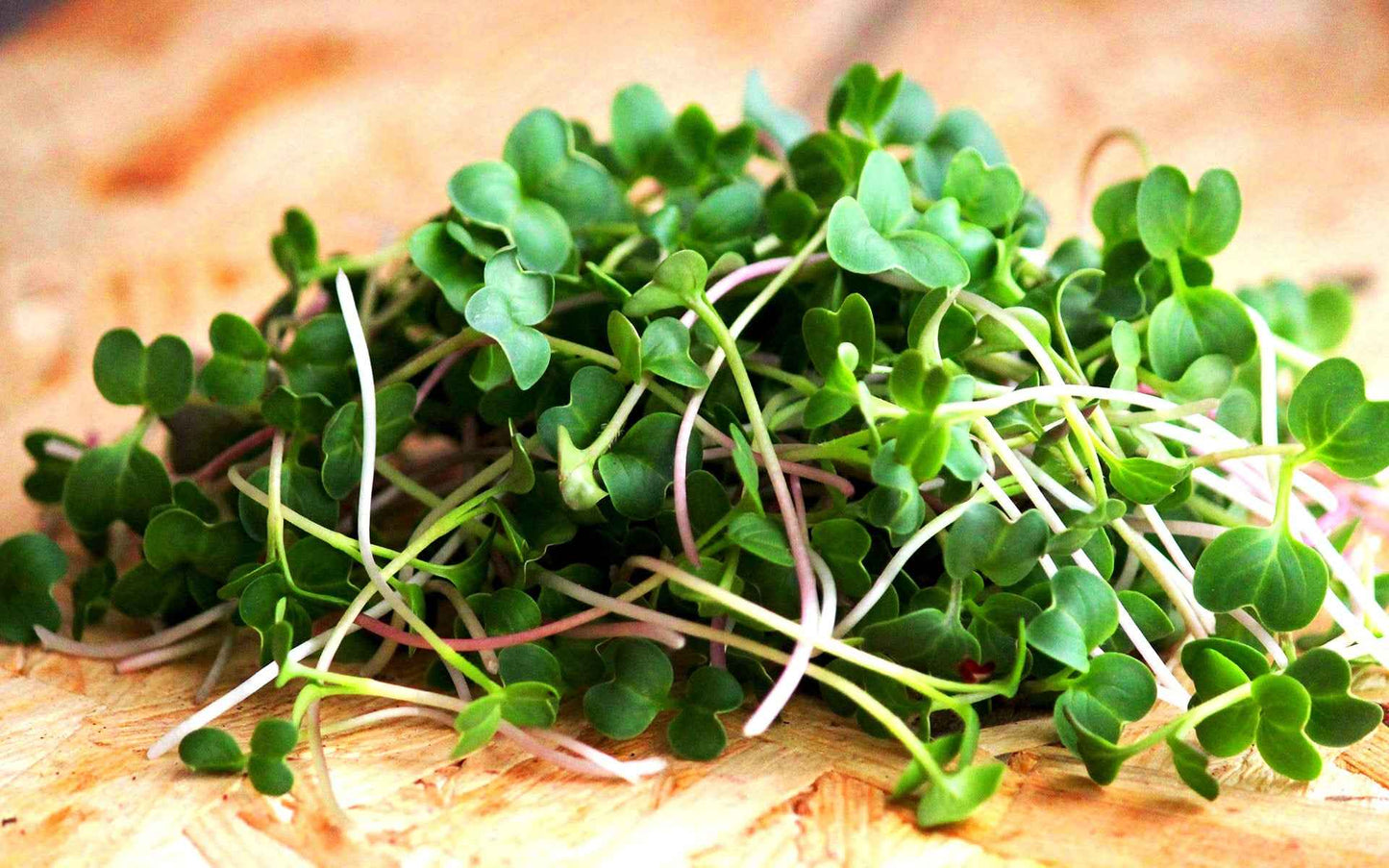 Kale Microgreens (grow)