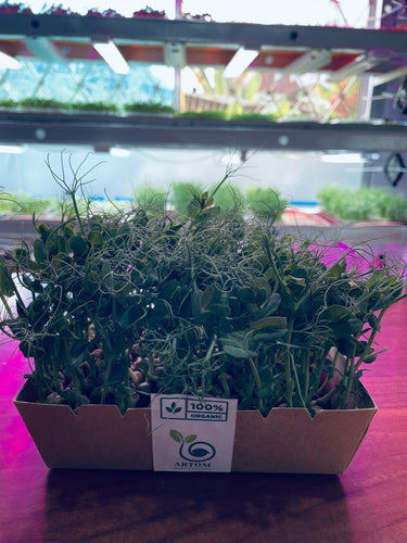 🌱 Pea Microgreens: Freshness You Can Taste ! 🌱