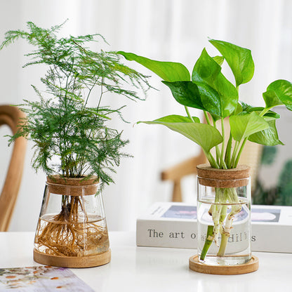 Transparent, Simple and Creative Hydroponic Glass Vase - ArtOm_farm™ MICROGREENS