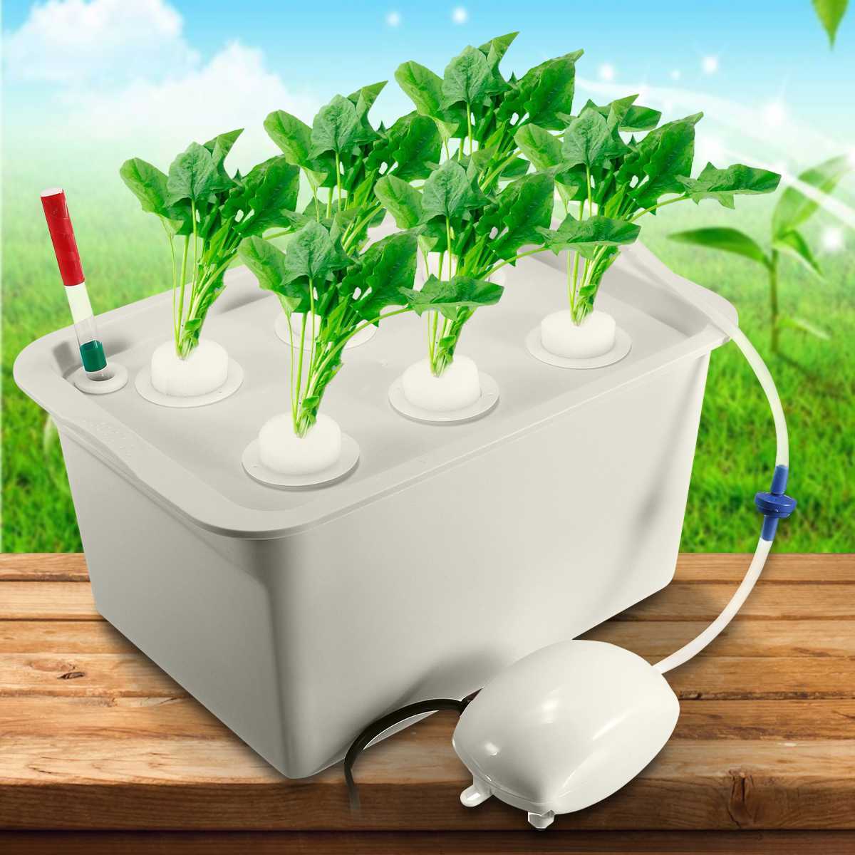 Vegetable water culture box