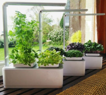 Stylish and functional hydroponic box for growing herbs and flowers