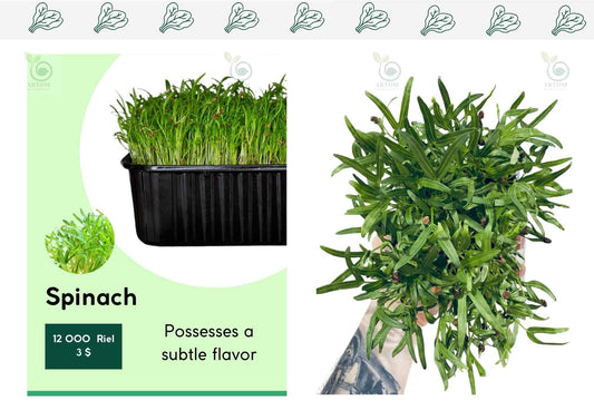 Spinach Microgreens 70g