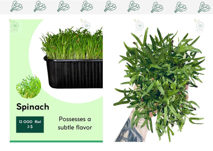 Mix Microgreens (Sunflower, Radish, Spinach) 70g - ArtOm_farm™ MICROGREENS