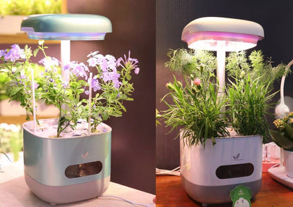 Hydroponic Vegetable Growing System