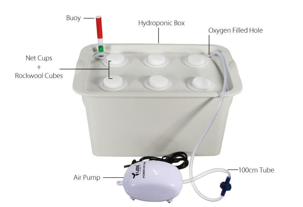 Vegetable water culture box