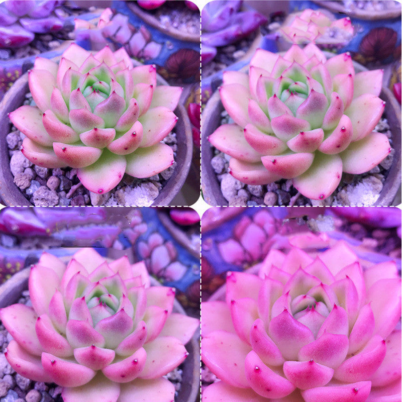 1200W LED Grow Light: Powerful Light for Your Garden! - ArtOm_farm™ MICROGREENS