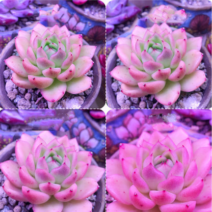 1200W LED Grow Light: Powerful Light for Your Garden! - ArtOm_farm™ MICROGREENS