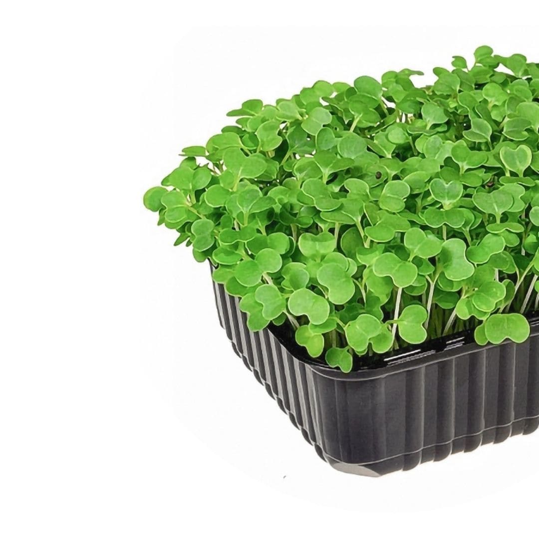 Radish Microgreens 70g