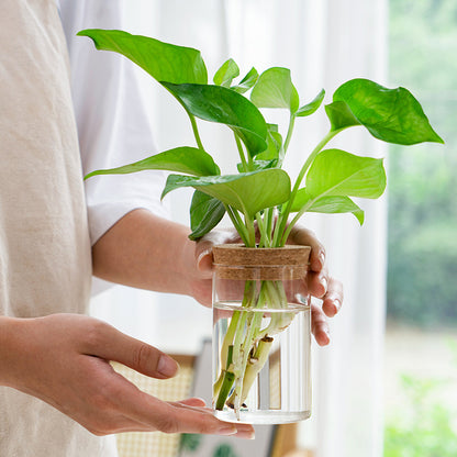 Transparent, Simple and Creative Hydroponic Glass Vase - ArtOm_farm™ MICROGREENS