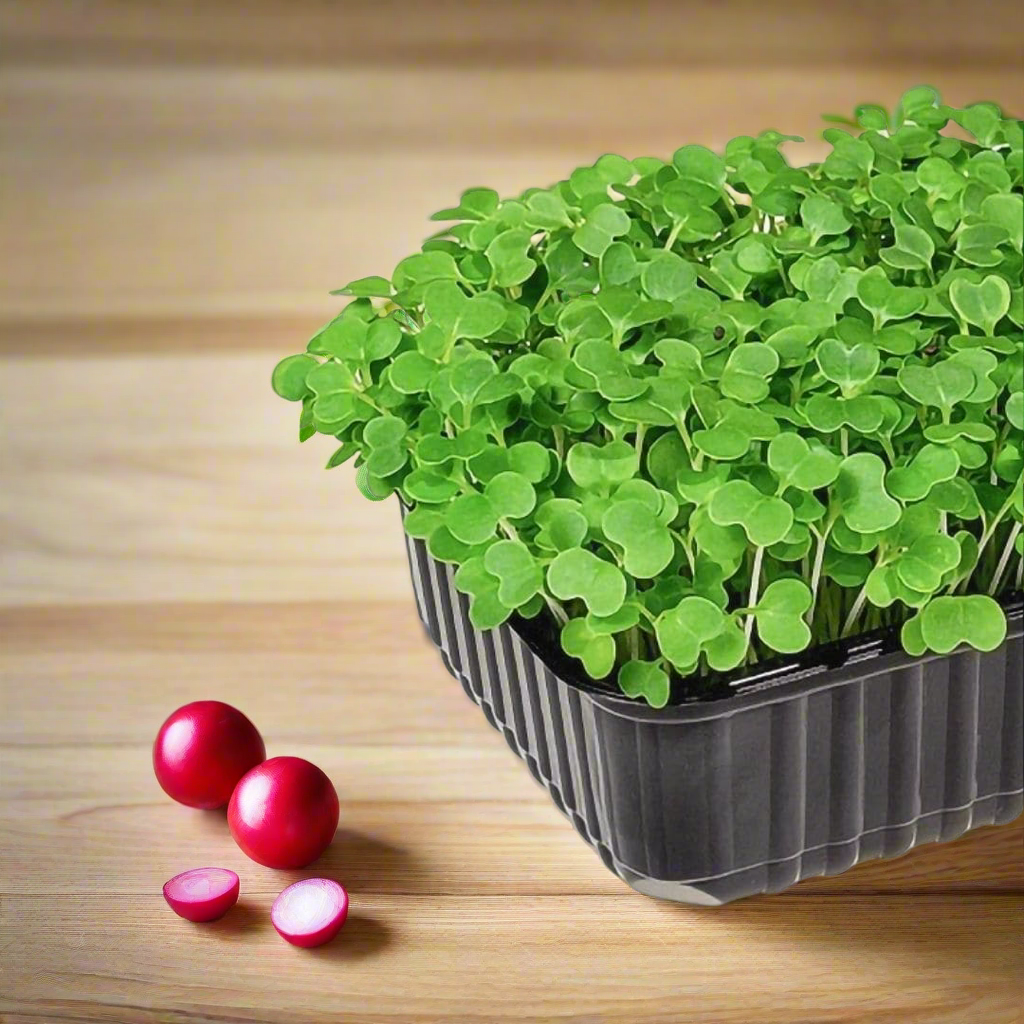 Radish Microgreens 70g