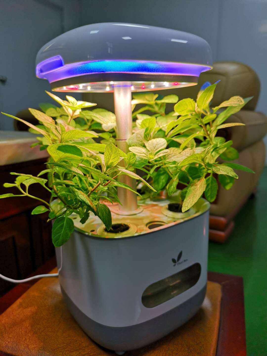 Hydroponic Vegetable Growing System