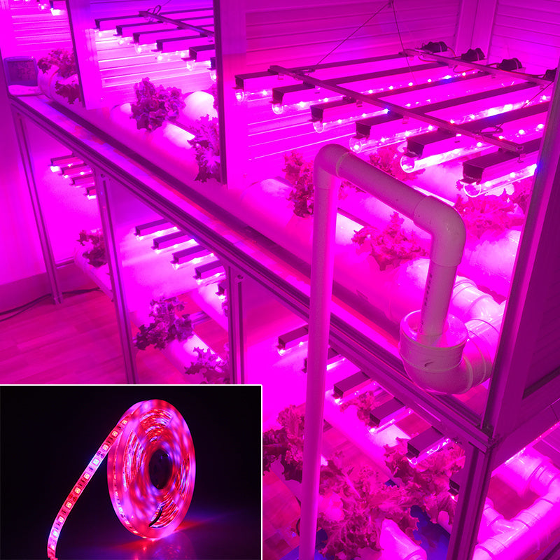 5050 LED Grow Light 5m: Soft Light for Your Garden! - ArtOm_farm™ MICROGREENS