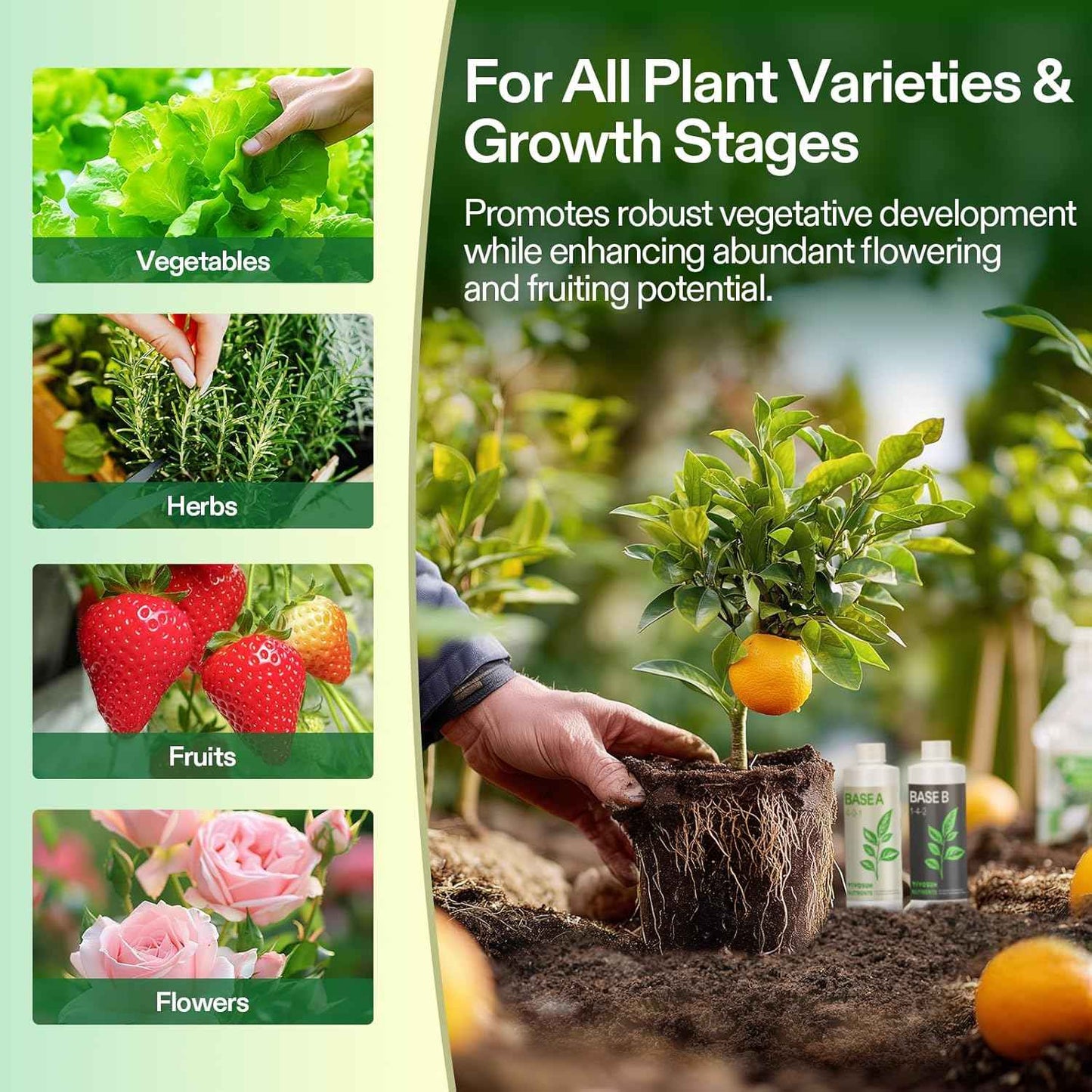 500ml Hydroponic Nutrients A&B for  Plant Food Growth - Fertilizer for Indoor Hydroponics Garden & Growing Vegetables, Fruits, Flowers