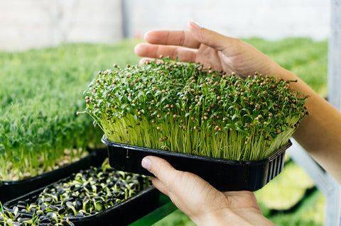 Alfalfa Microgreens Grow