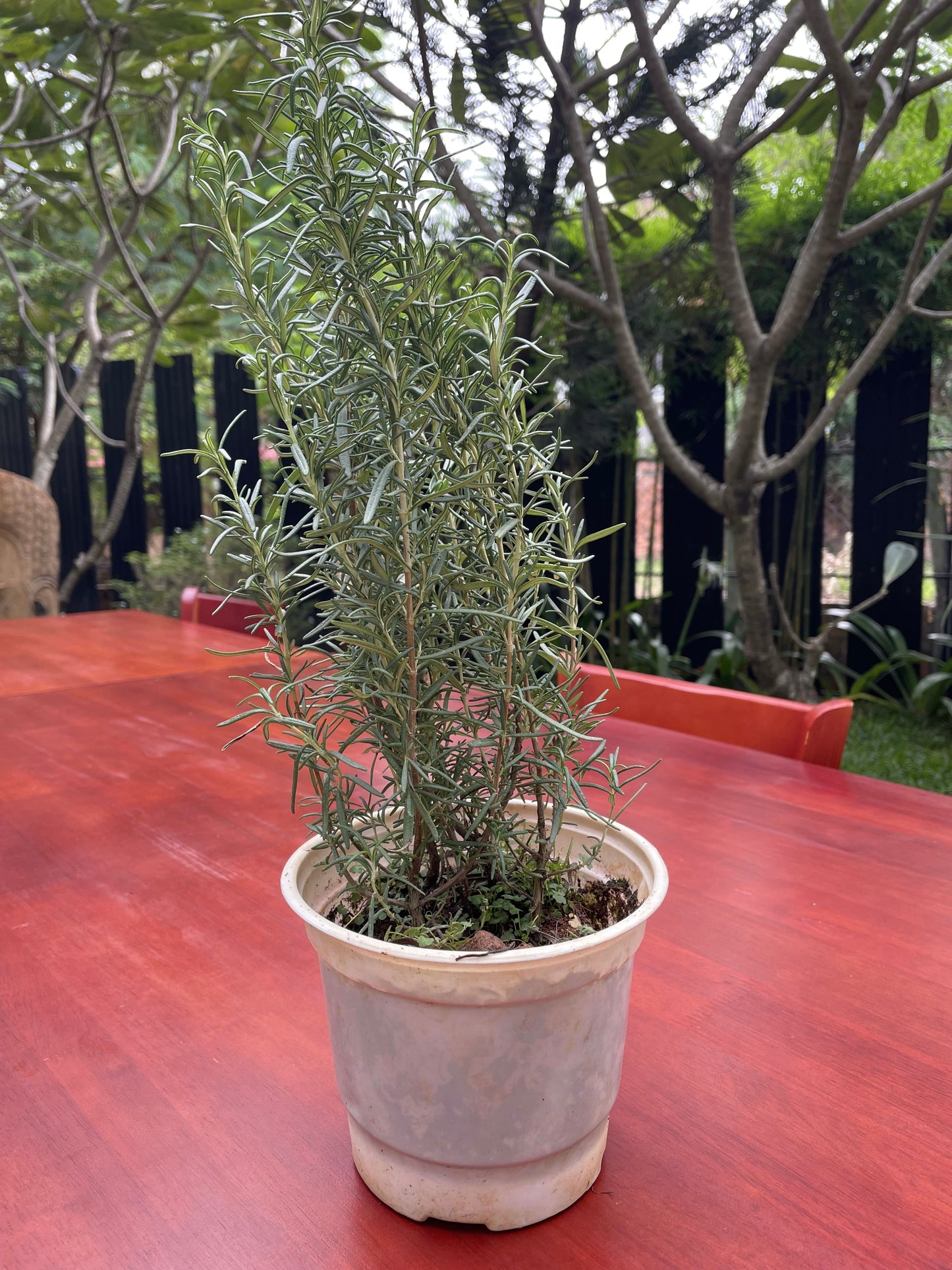 Rosemary Pot (grow)