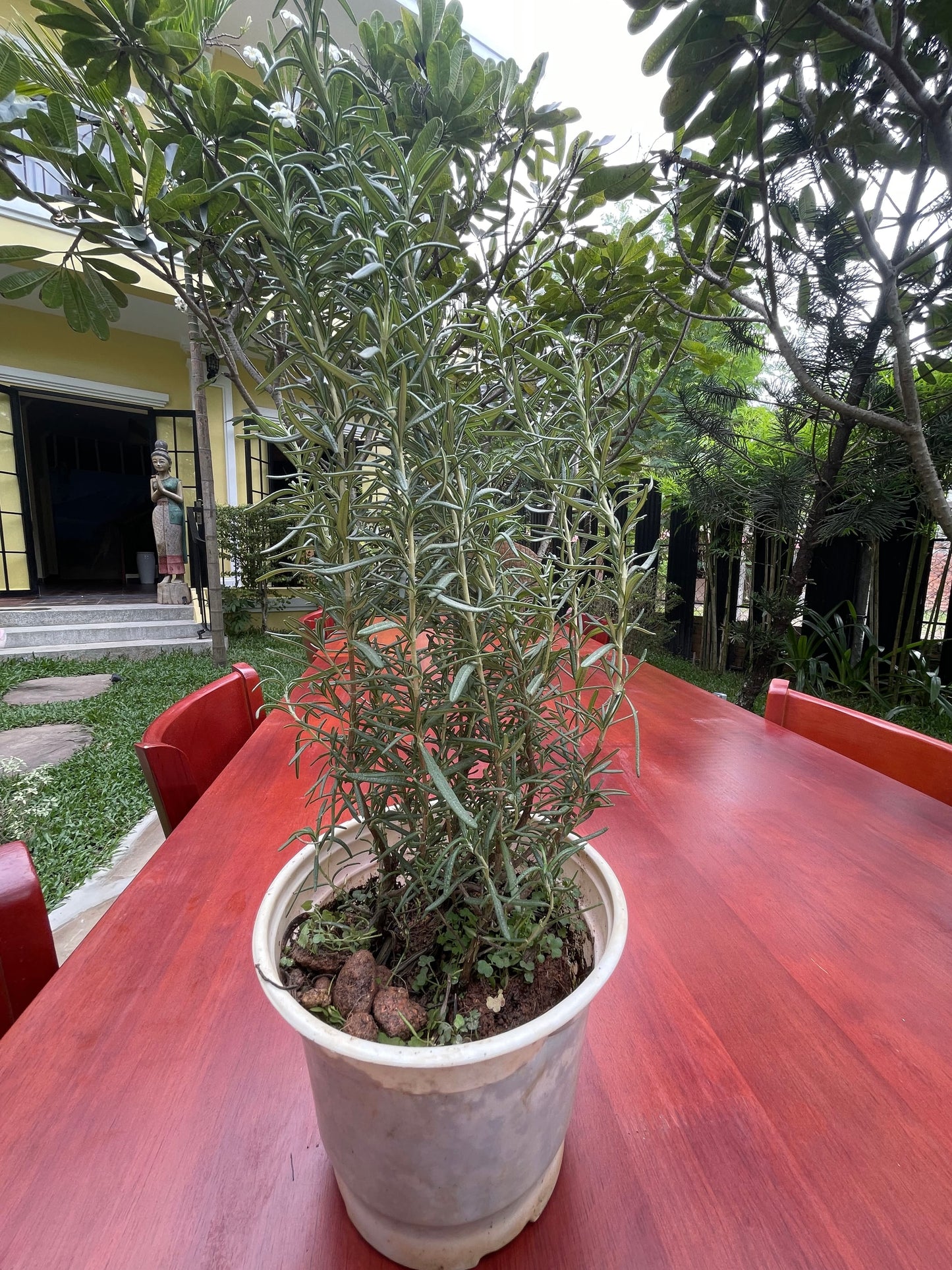 Rosemary Pot (grow)