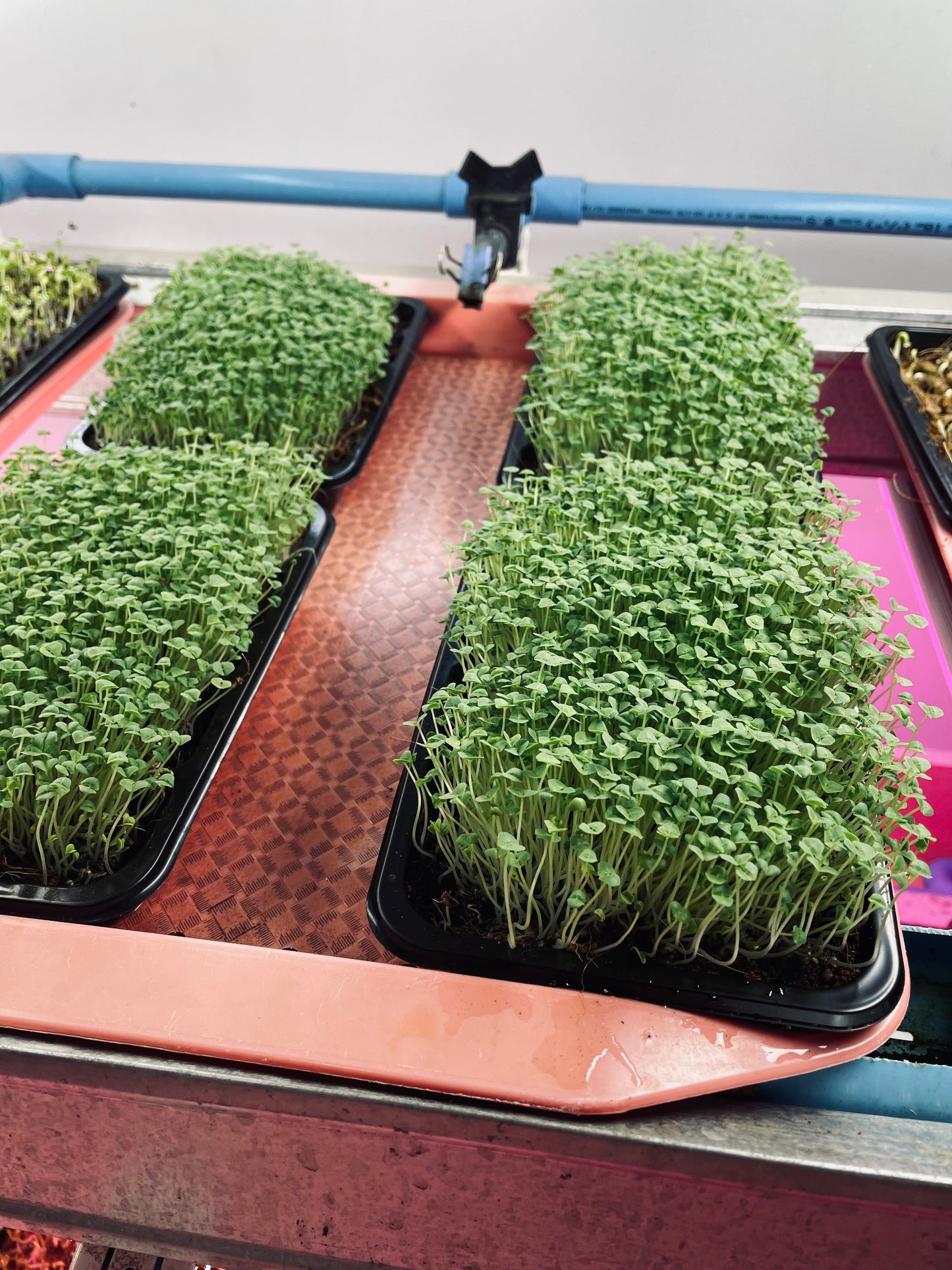 Chia Microgreens (grow)