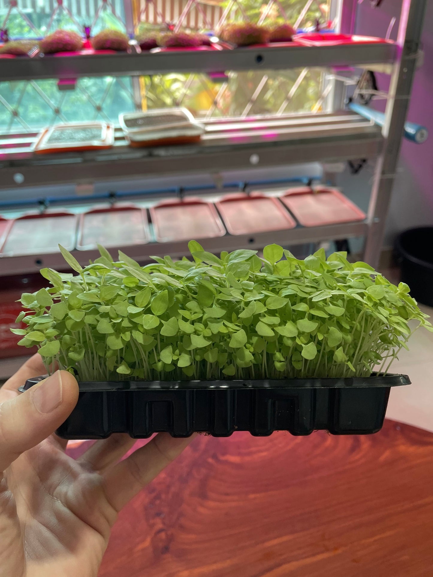 Basil Microgreens (grow)