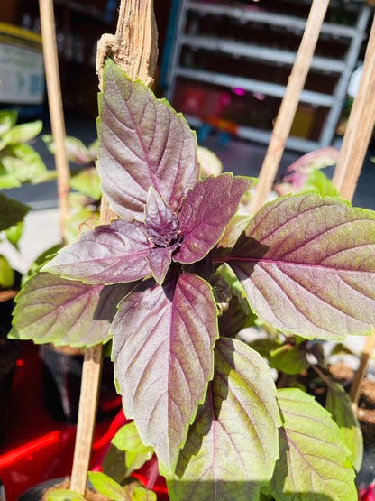 Purple Basil Grow