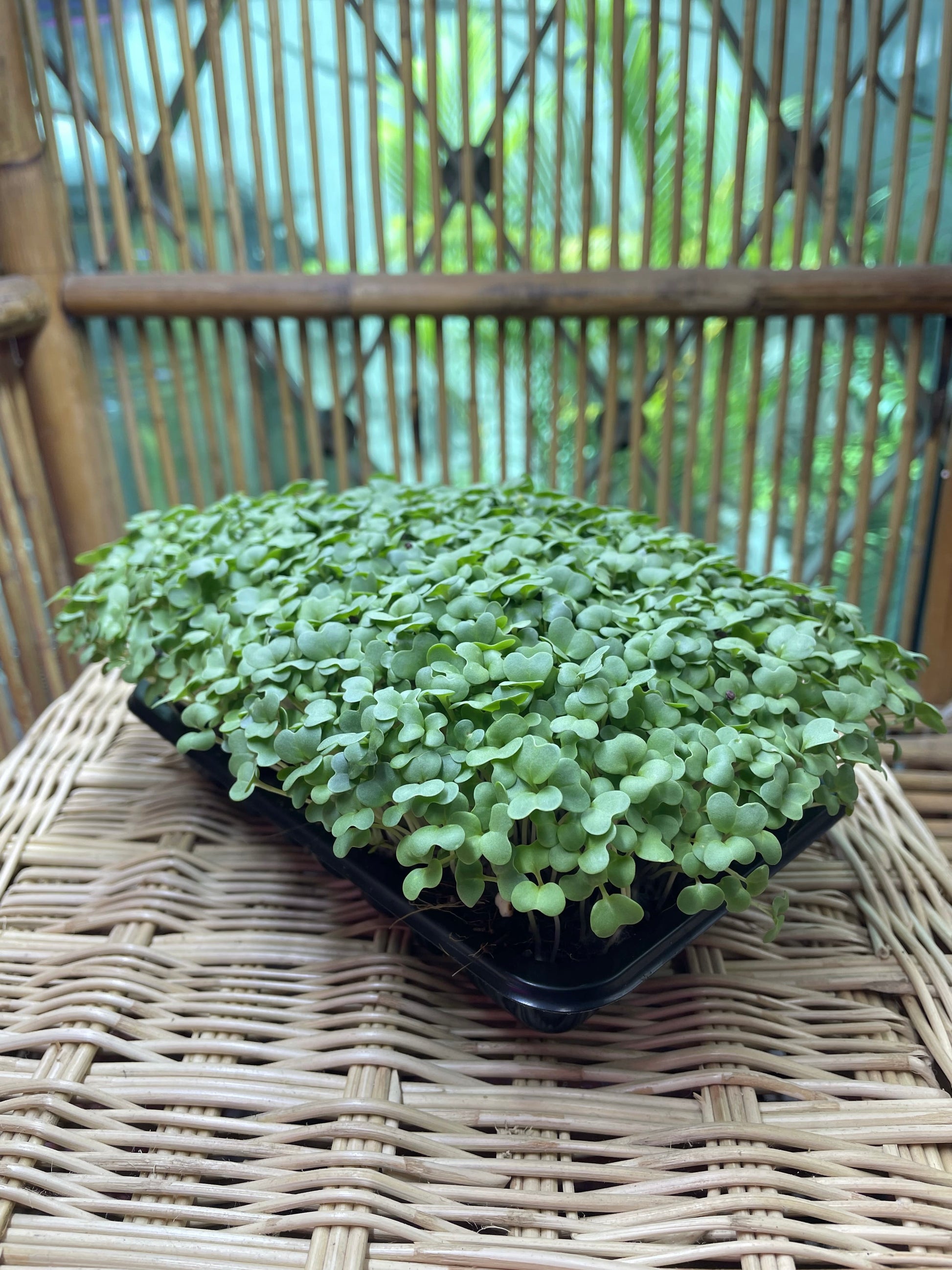 Black Mustard Microgreens (grow) - ArtOm_farm™ MICROGREENS