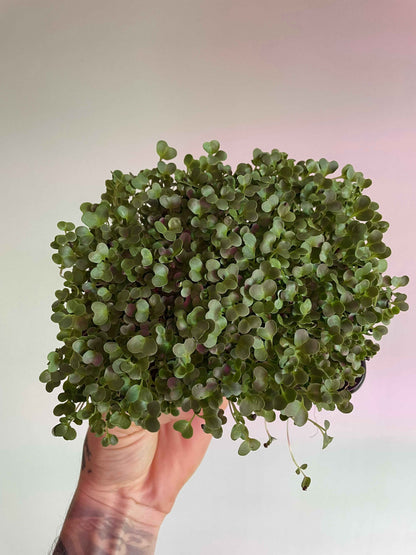 Kale Microgreens (grow)