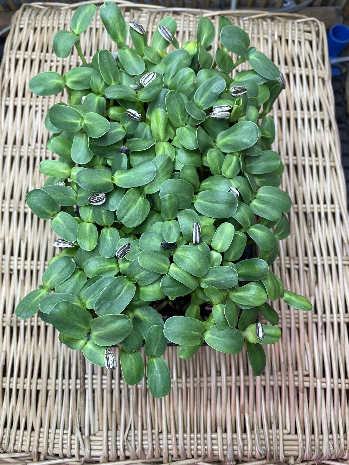 Sunflower Microgreens 70g