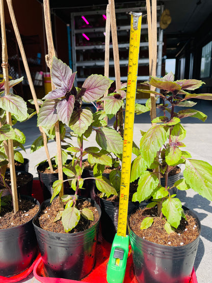 Purple Basil Grow