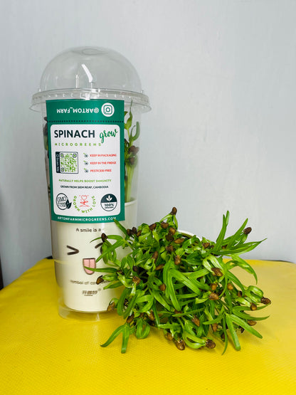 Spinach Microgreens - អាហារសម្រន់ស្រស់ និងសំបូរសារធាតុចិញ្ចឹម