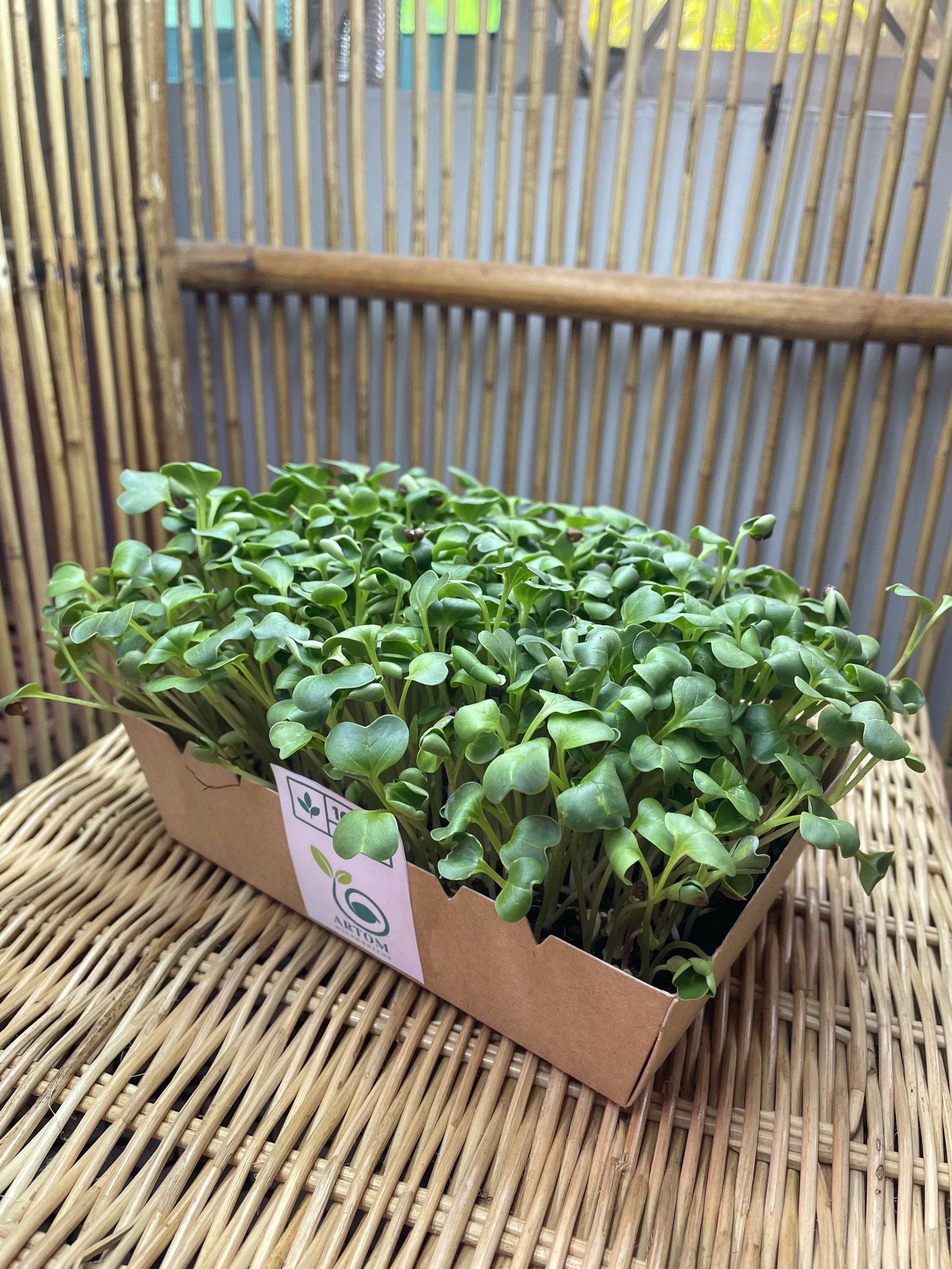 Radish Microgreens 70g