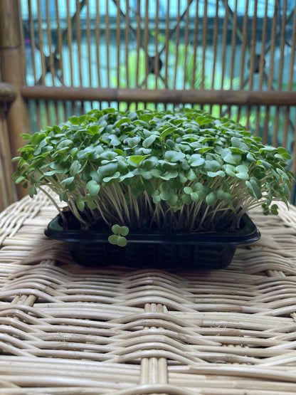 Black Mustard Microgreens (grow) - ArtOm_farm™ MICROGREENS