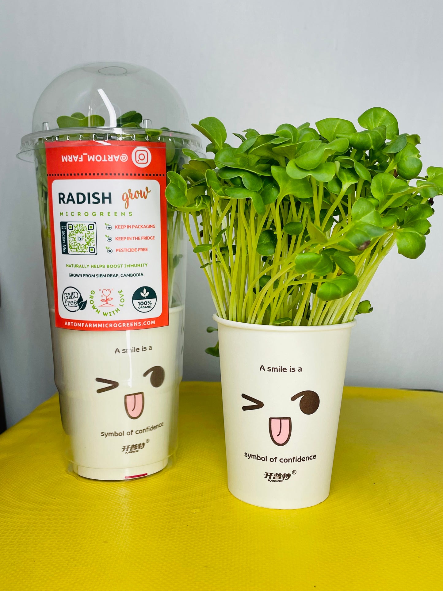 Radish Microgreens - អាហារស្រស់ និងជីវជាតិដ៏អស្ចារ្យ