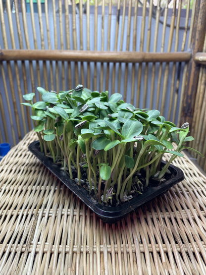 Sunflower Microgreens 70g