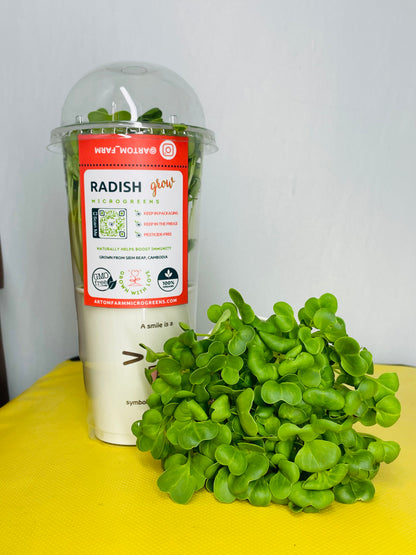 Radish Microgreens - អាហារស្រស់ និងជីវជាតិដ៏អស្ចារ្យ