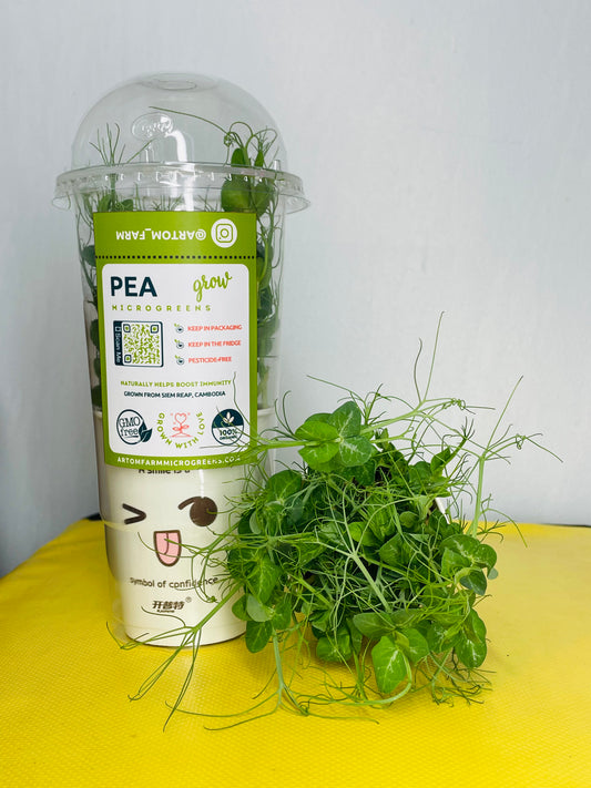 Pea Microgreens - បៃតងខ្ចប់សារធាតុចិញ្ចឹមស្រស់ៗសម្រាប់សួនផ្ទះរបស់អ្នក។