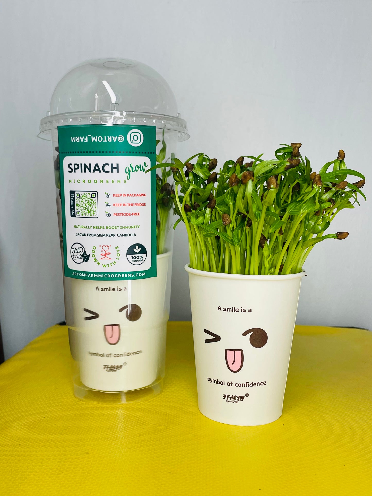 Spinach Microgreens - អាហារសម្រន់ស្រស់ និងសំបូរសារធាតុចិញ្ចឹម