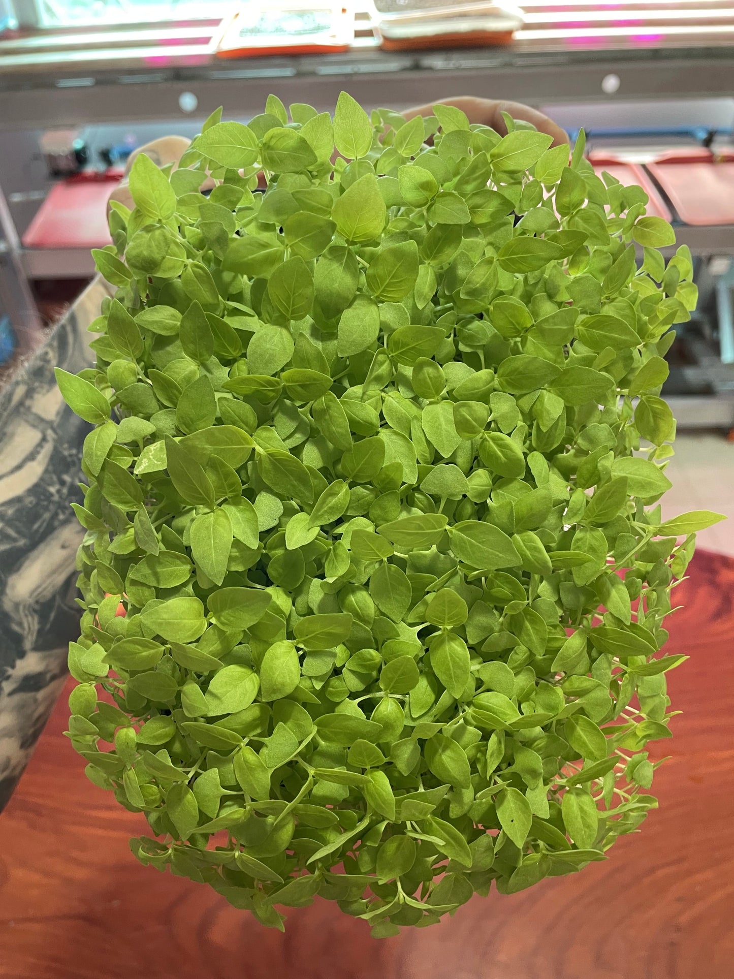 Basil Microgreens (grow)